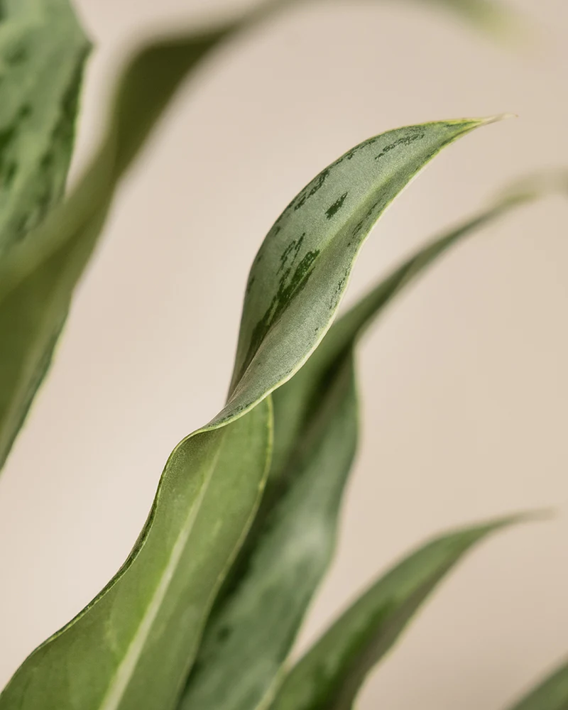 Aglaonema Greyhound - Image 12