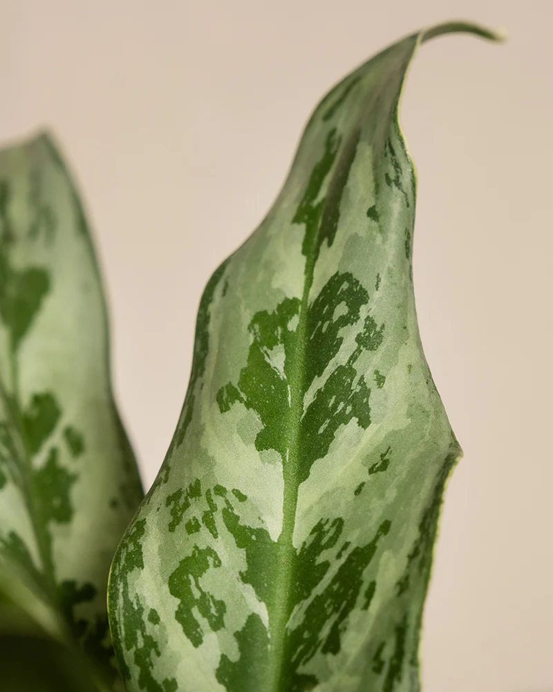 Aglaonema Greyhound - Image 13