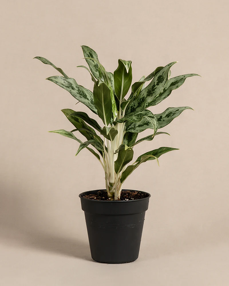 Aglaonema Greyhound - Image 3