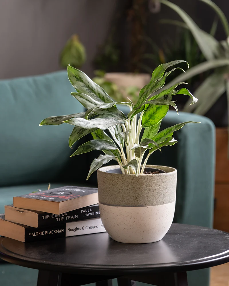 Aglaonema Greyhound - Image 4