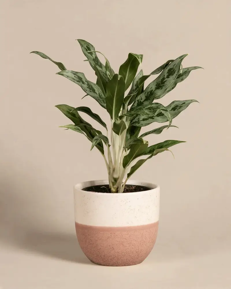 Aglaonema Greyhound - Image 5