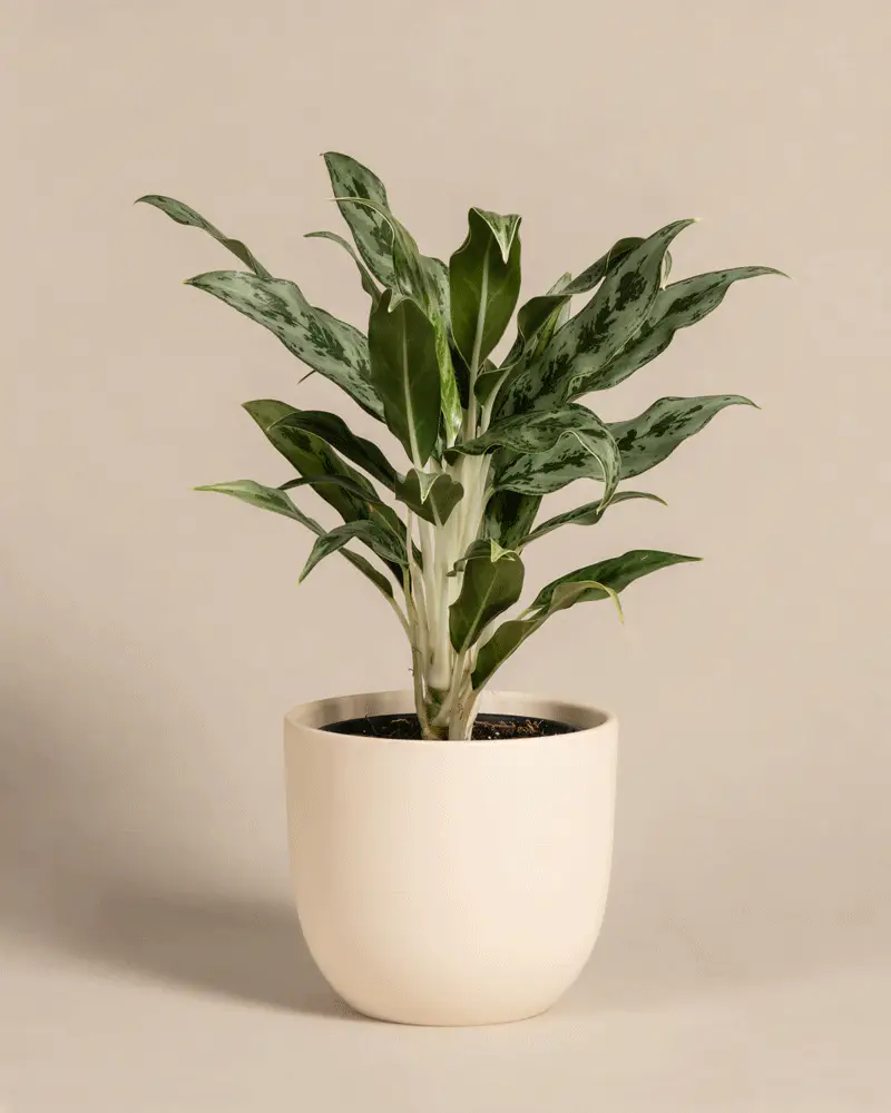 Aglaonema Greyhound - Image 6