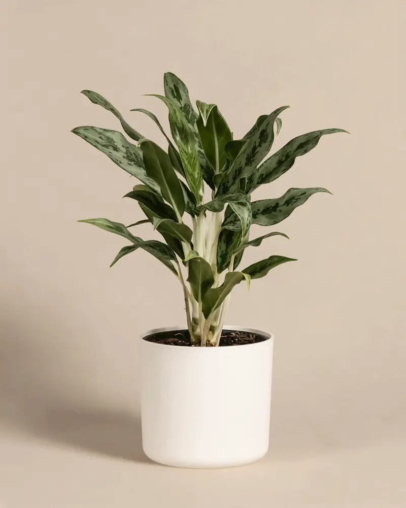 Aglaonema Greyhound - Image 7