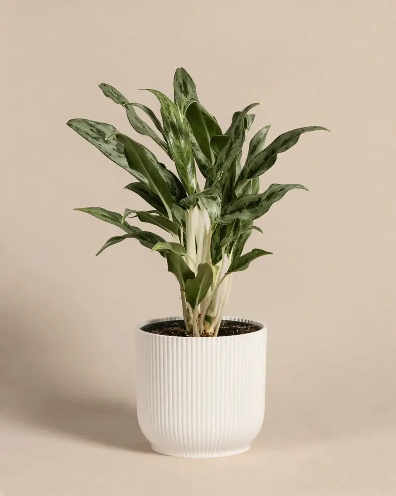Aglaonema Greyhound - Image 8