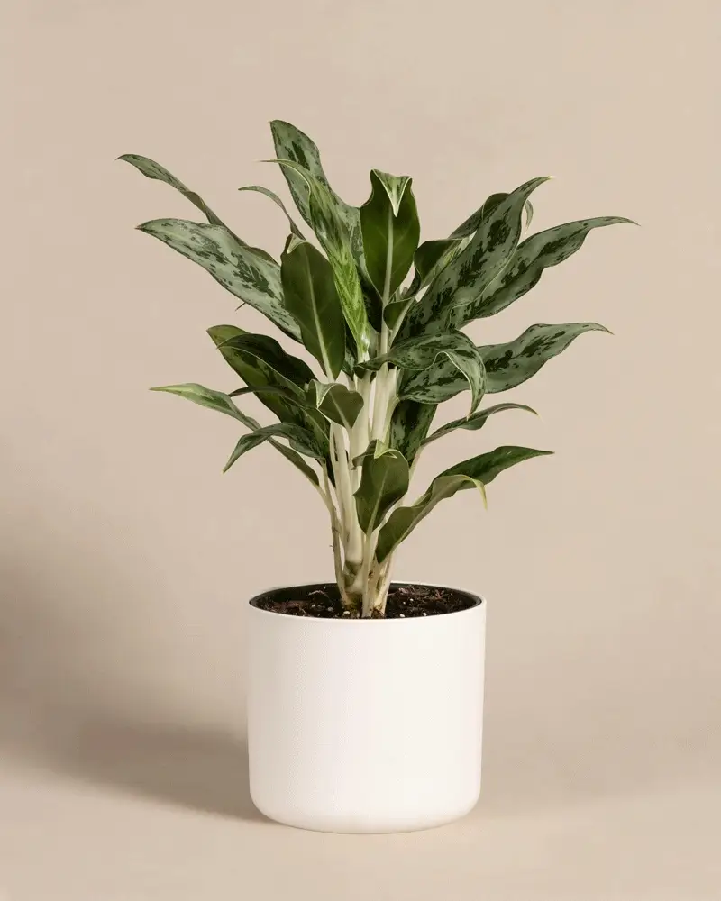 Aglaonema Greyhound - Image 9