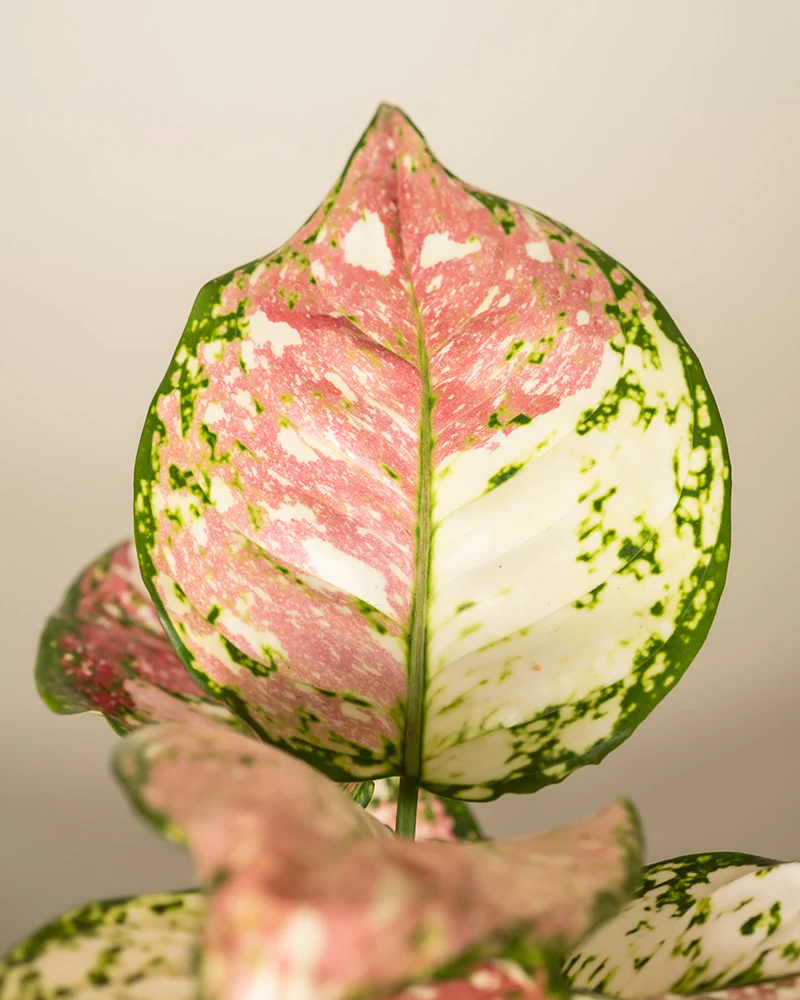 Aglaonema Jazzy Red - Image 11