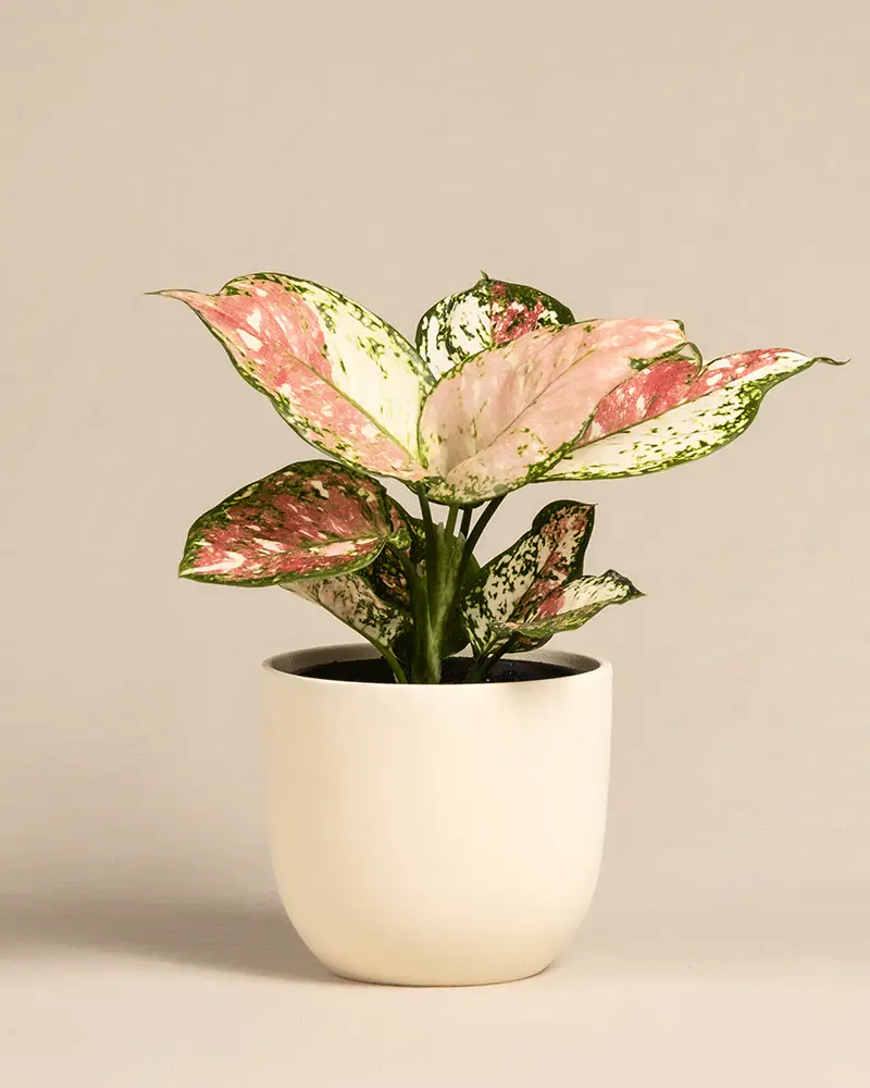 Aglaonema Jazzy Red - Image 6