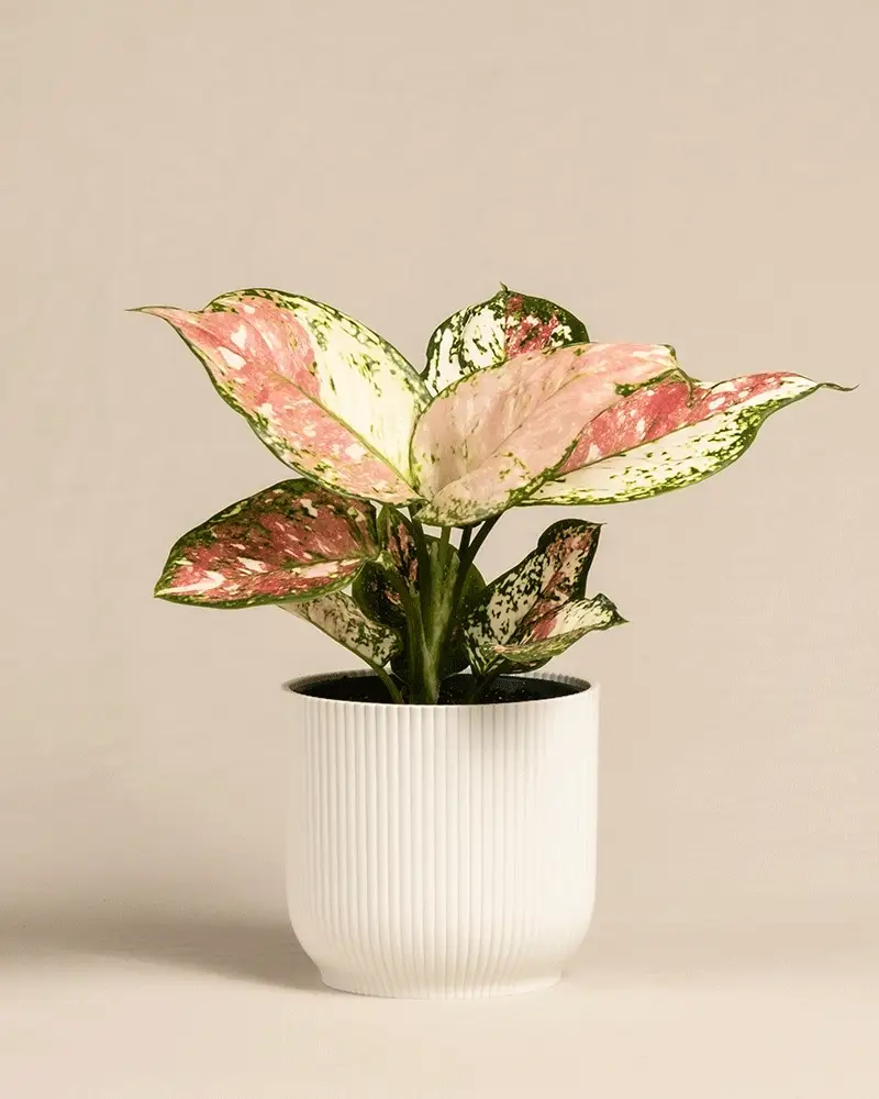 Aglaonema Jazzy Red - Image 7