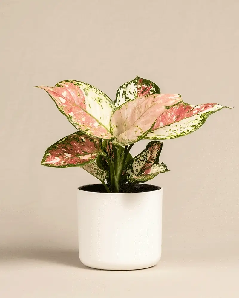Aglaonema Jazzy Red - Image 8