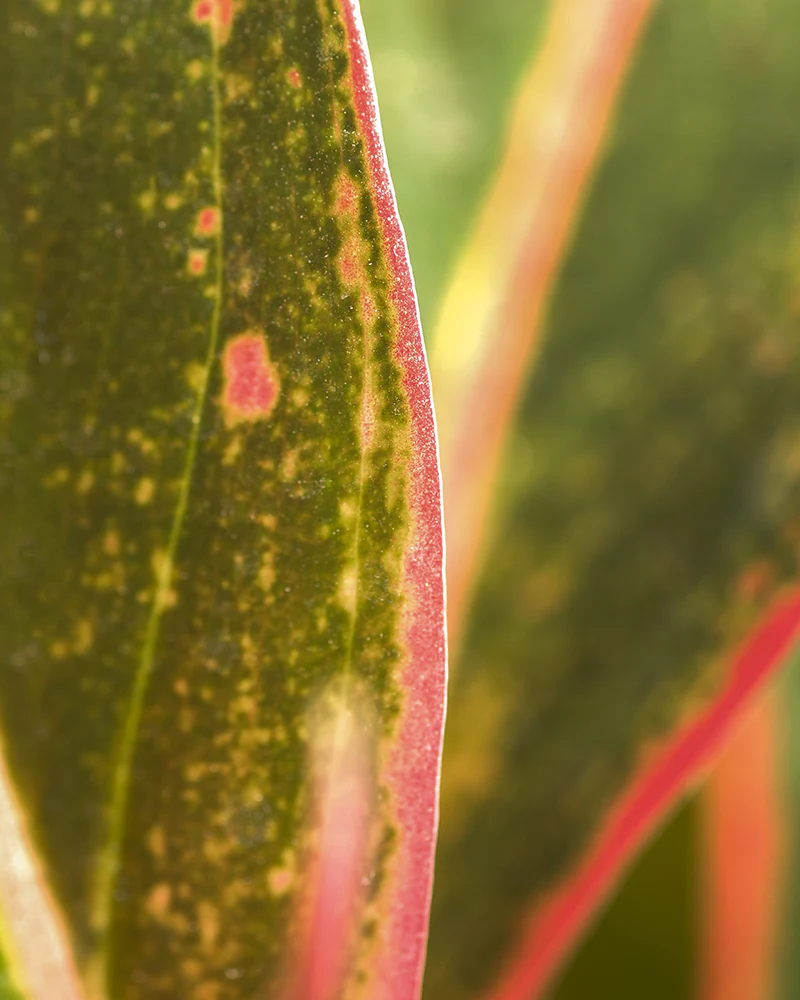 Aglaonema Jungle Red - Image 10