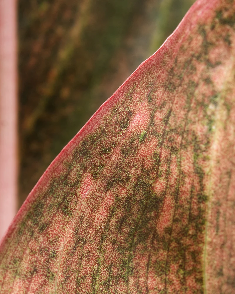 Aglaonema Jungle Red - Image 11