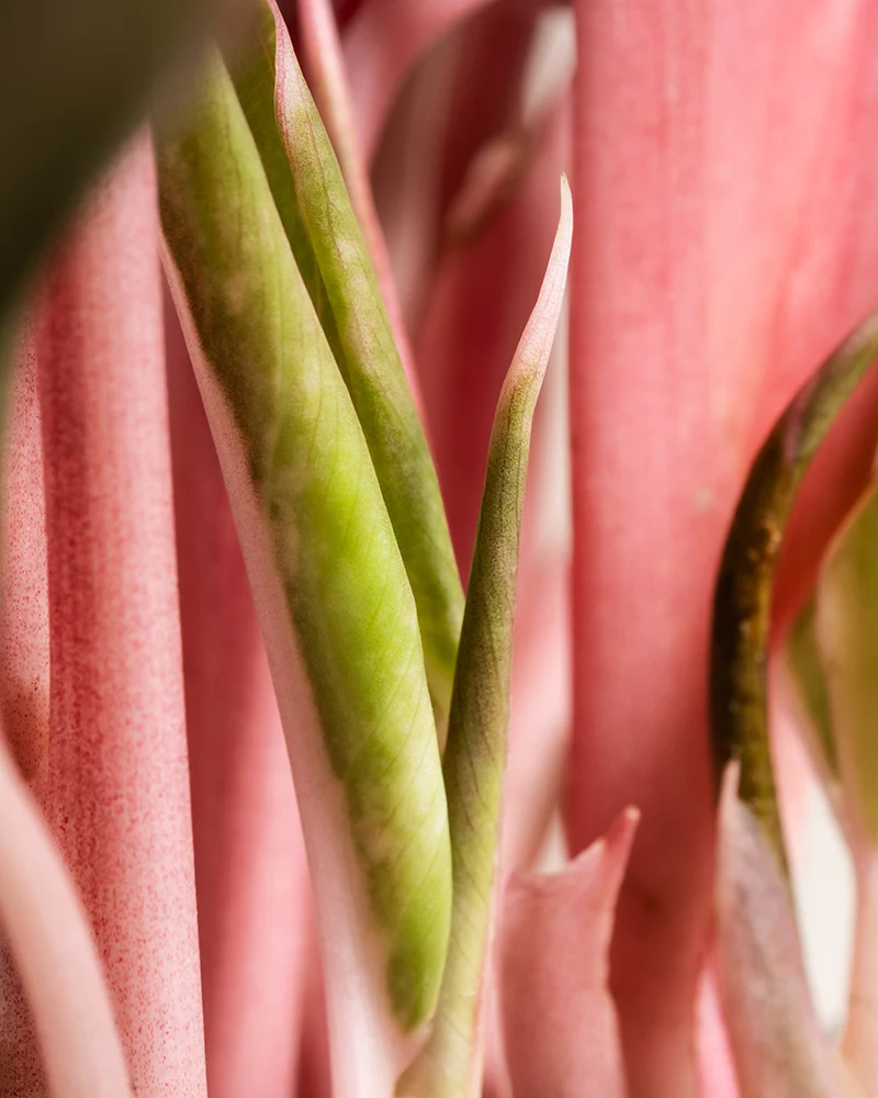 Aglaonema Jungle Red - Image 12