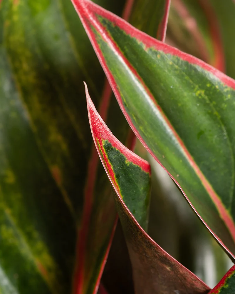 Aglaonema Jungle Red - Image 13