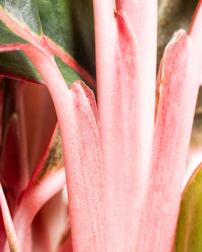 Aglaonema Jungle Red - Image 14