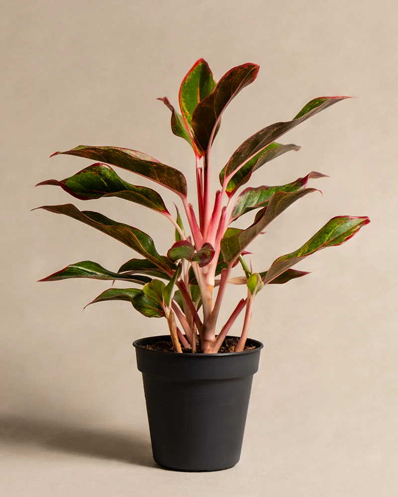 Aglaonema Jungle Red - Image 3