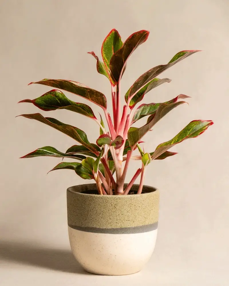 Aglaonema Jungle Red - Image 4