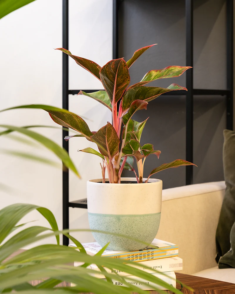 Aglaonema Jungle Red - Image 5