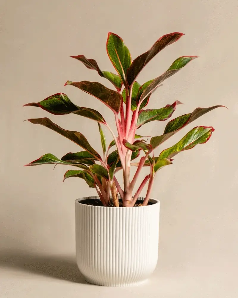 Aglaonema Jungle Red - Image 6