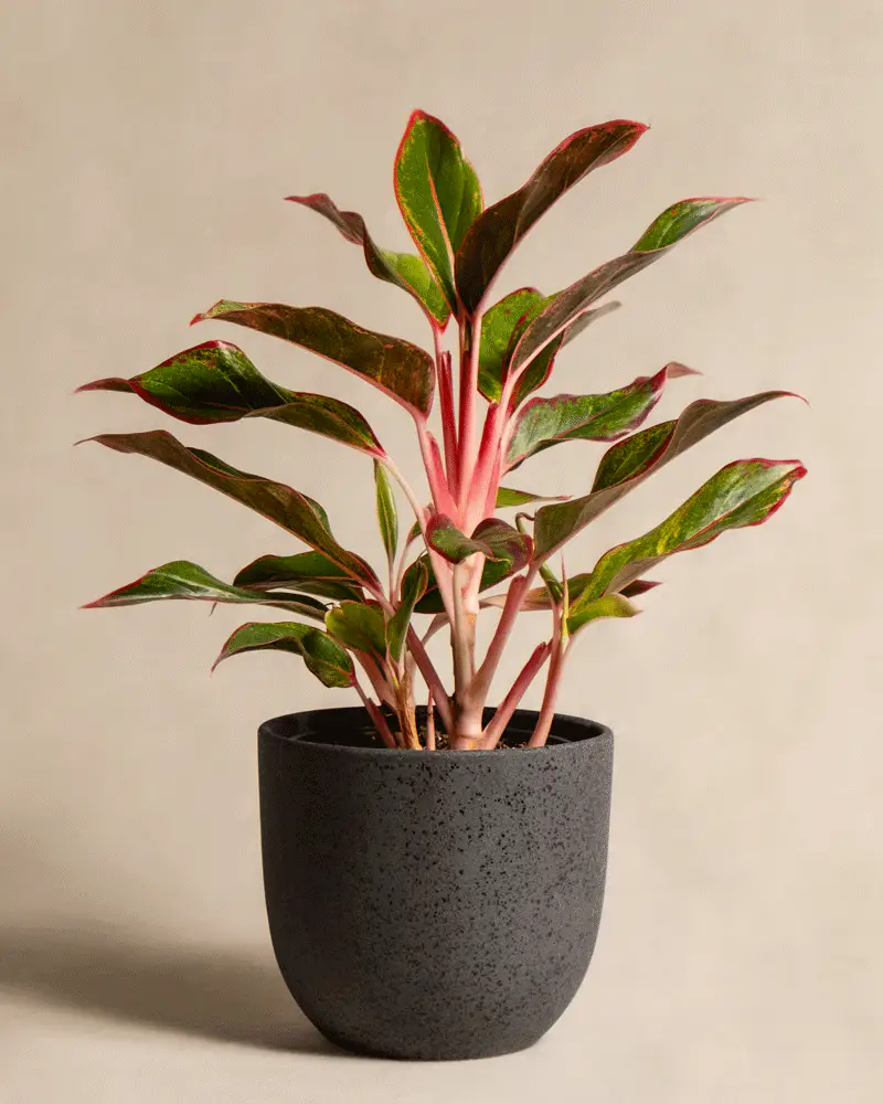 Aglaonema Jungle Red - Image 7