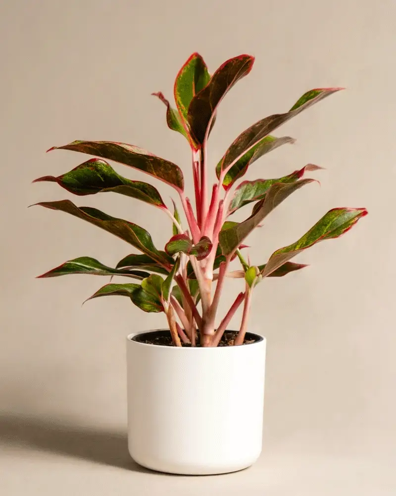 Aglaonema Jungle Red - Image 8