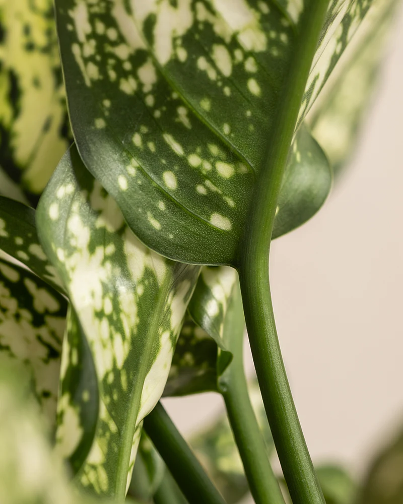 Aglaonema Kiwi - Image 10