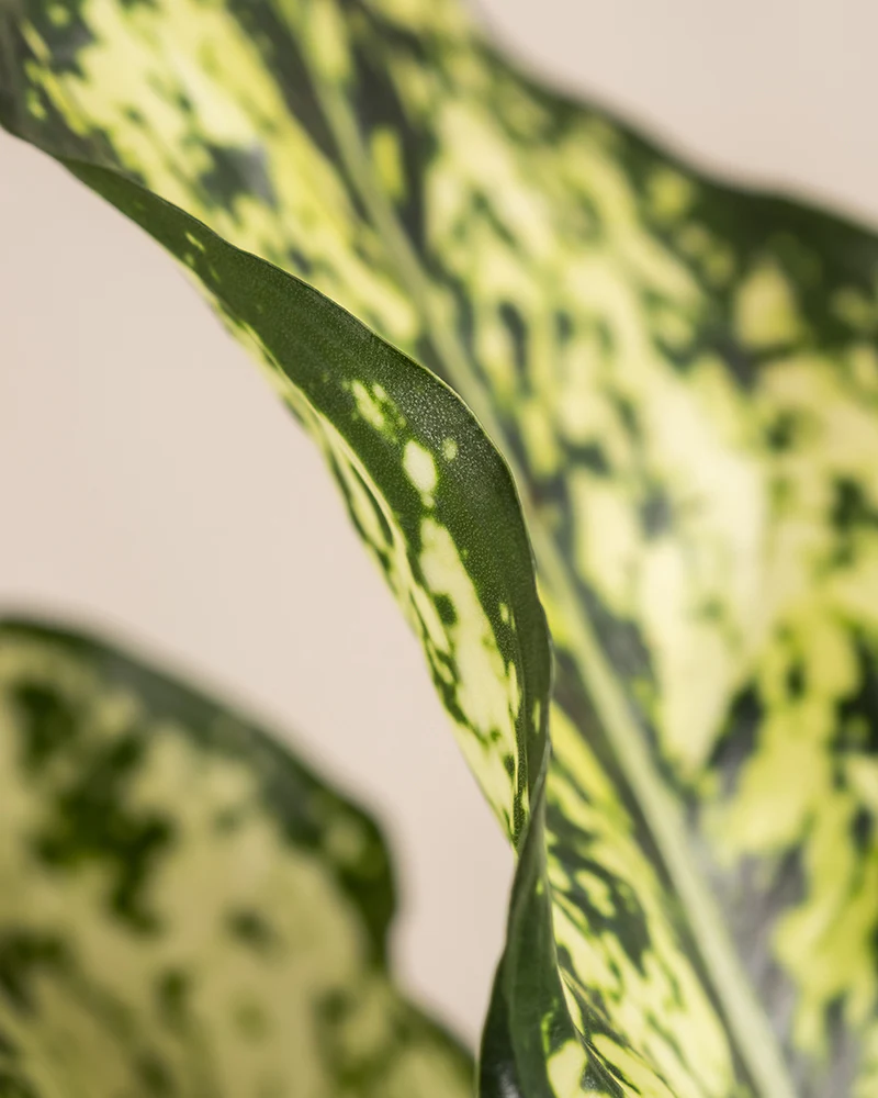 Aglaonema Kiwi - Image 12