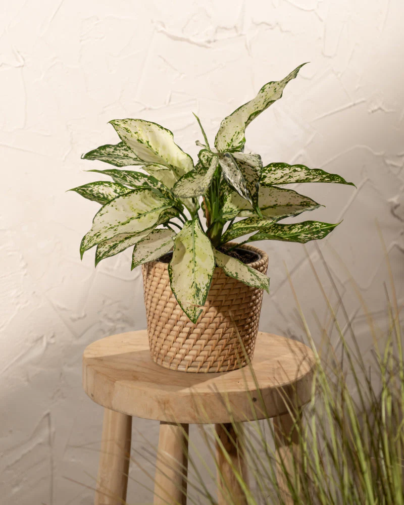 Aglaonema Kiwi - Image 14