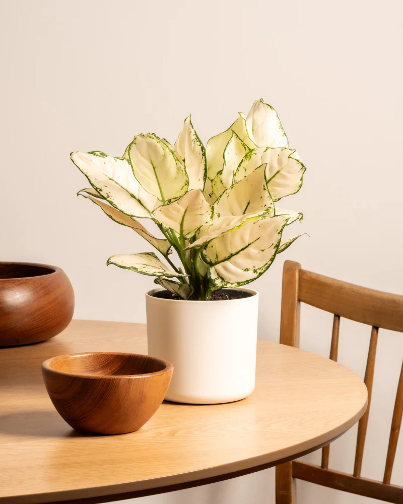 Aglaonema Kiwi - Image 15
