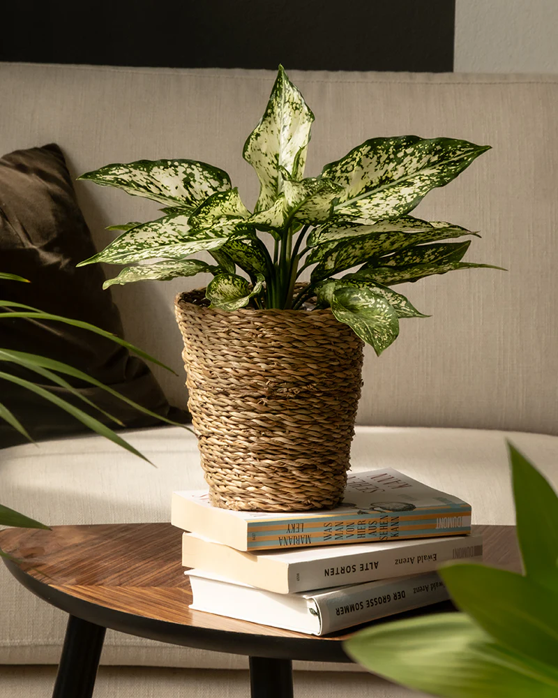 Aglaonema Kiwi - Image 16