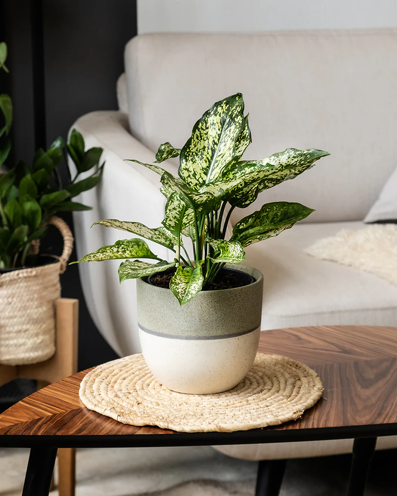 Aglaonema Kiwi - Image 17