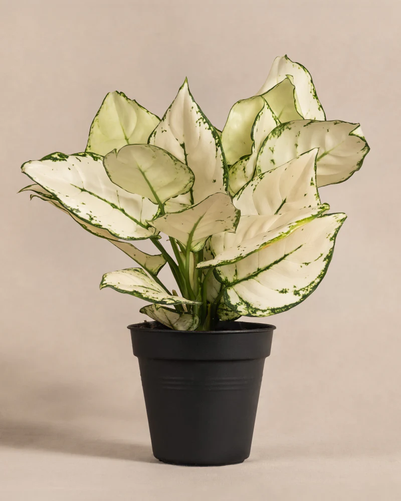 Aglaonema Kiwi - Image 3