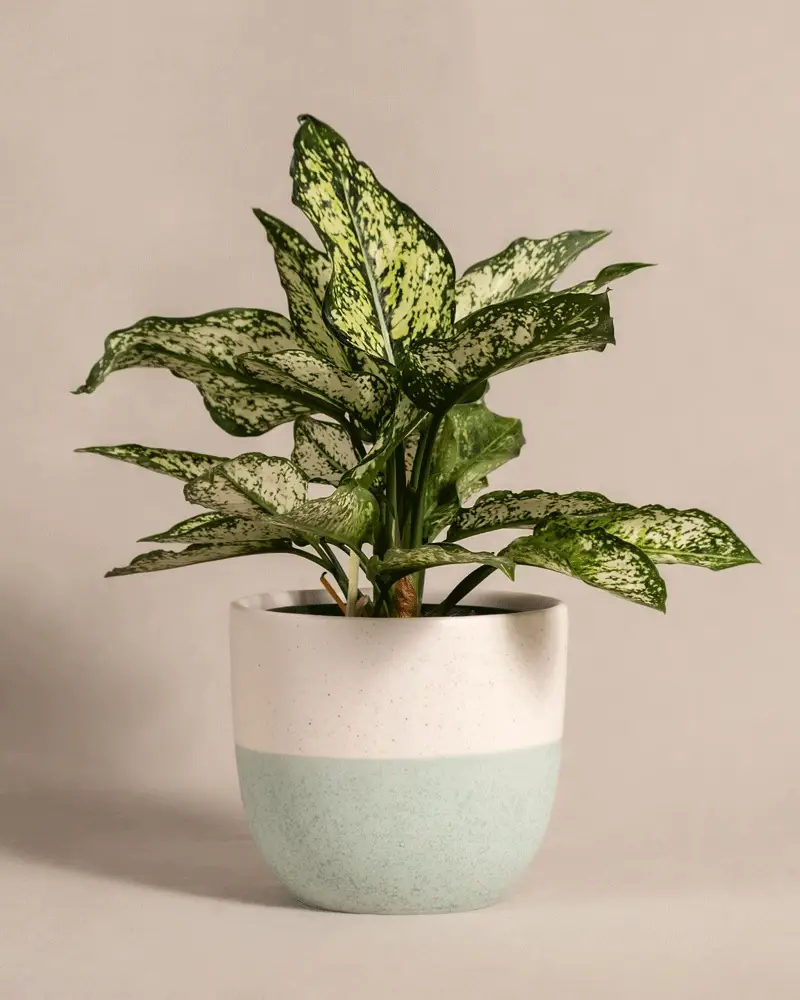 Aglaonema Kiwi - Image 4