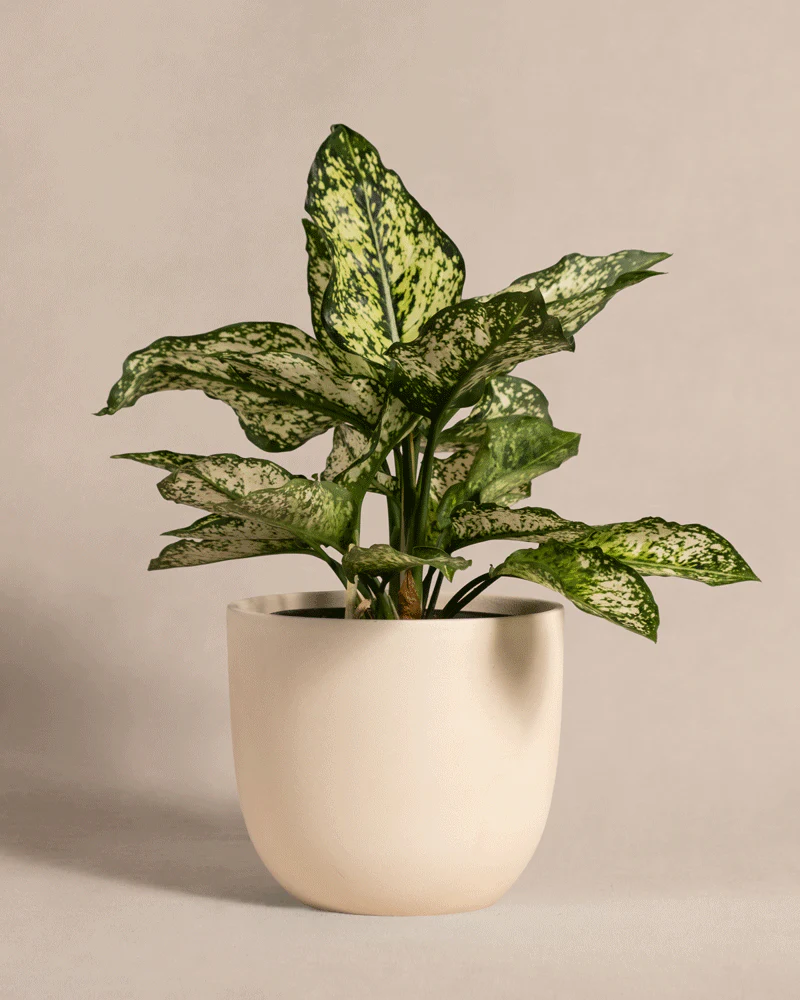Aglaonema Kiwi - Image 5