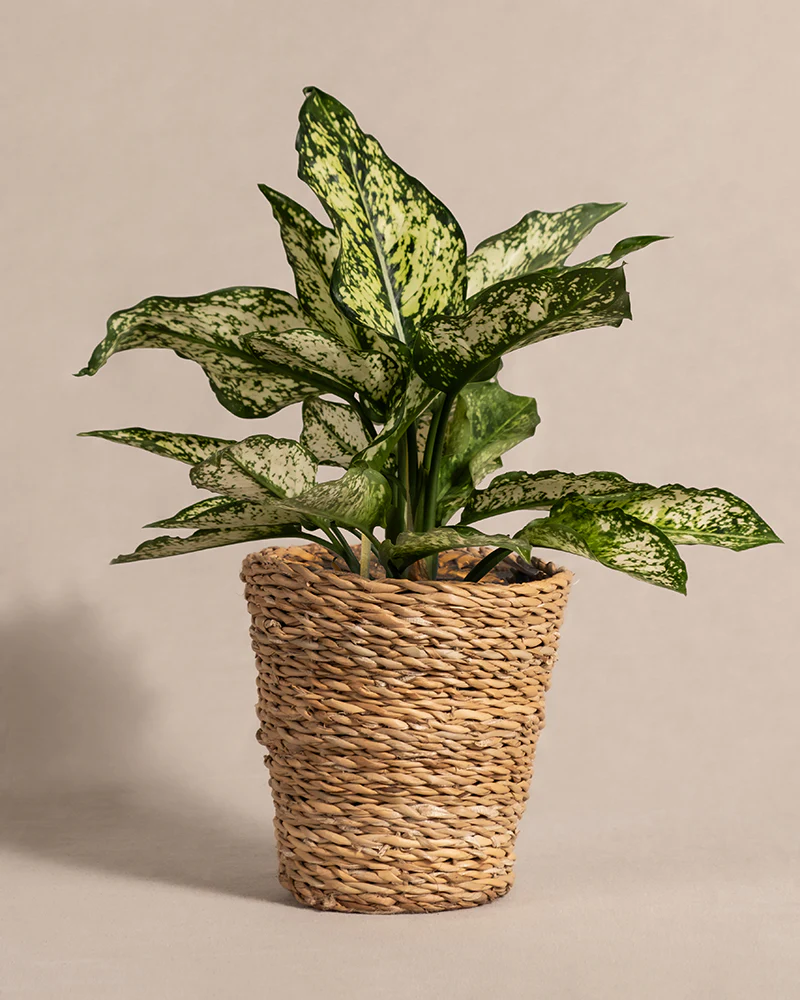 Aglaonema Kiwi - Image 6