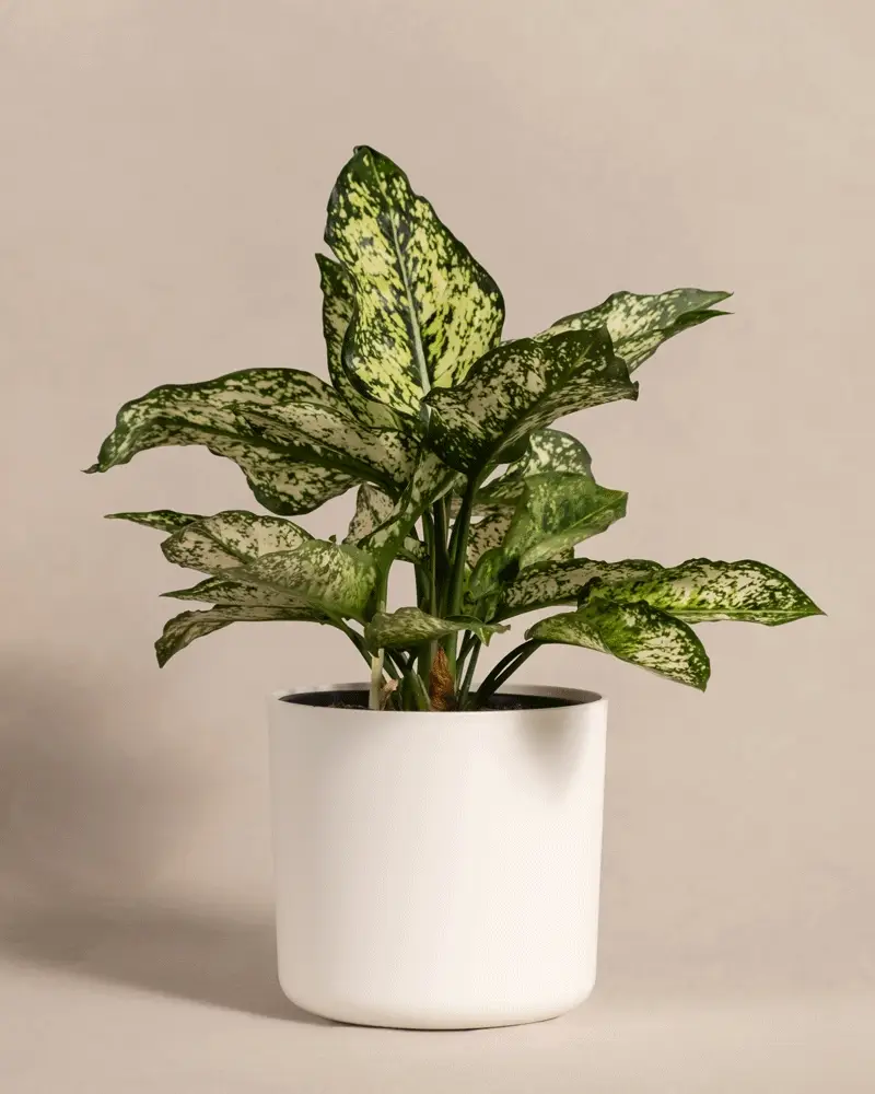 Aglaonema Kiwi - Image 7