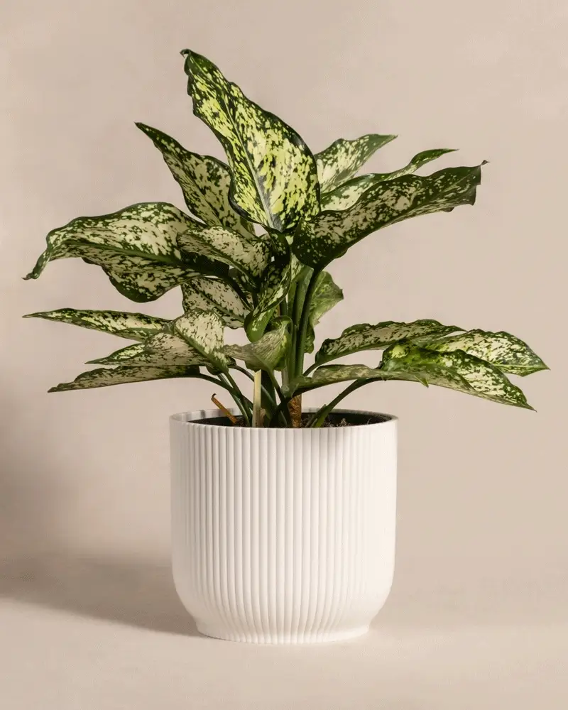 Aglaonema Kiwi - Image 8