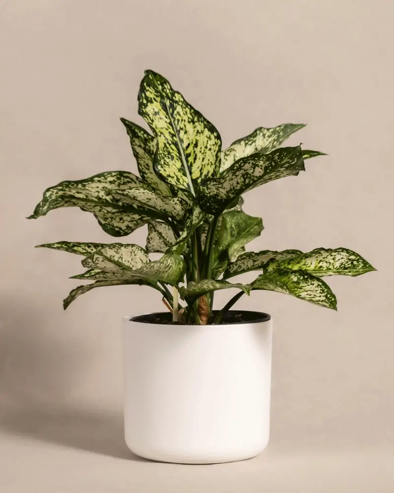 Aglaonema Kiwi - Image 9