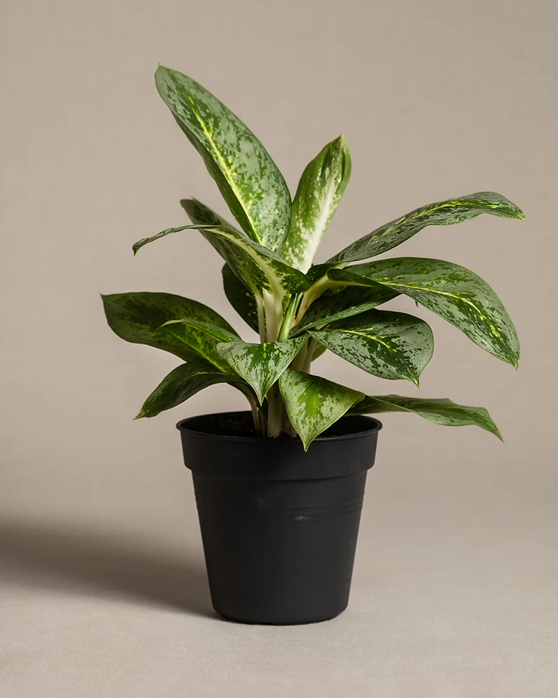 Aglaonema Lemon Mint - Image 3