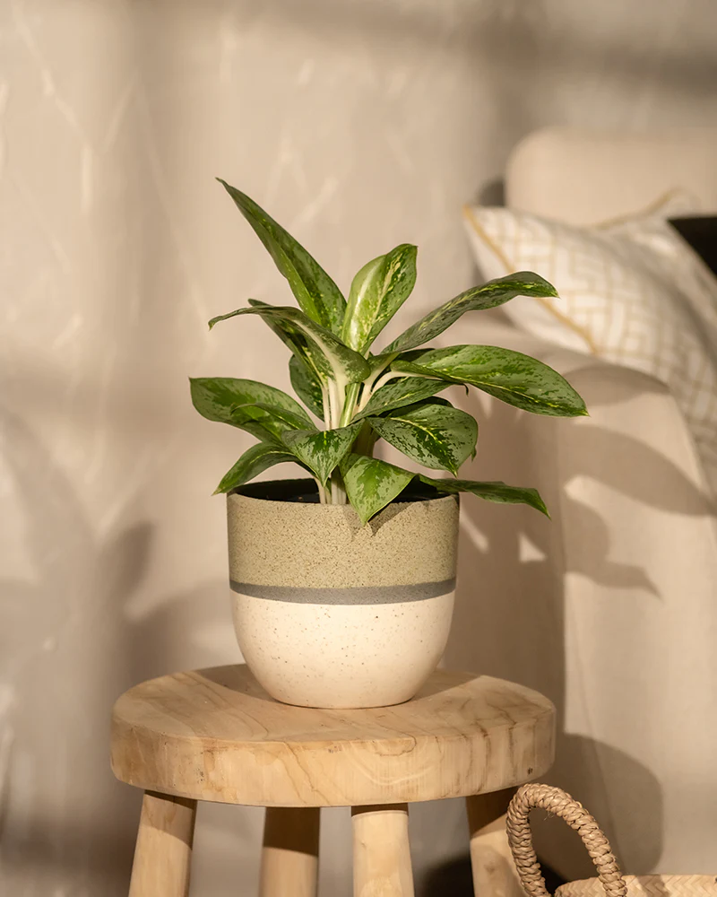 Aglaonema Lemon Mint - Image 4