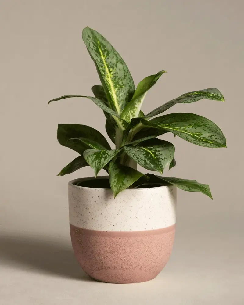 Aglaonema Lemon Mint - Image 5