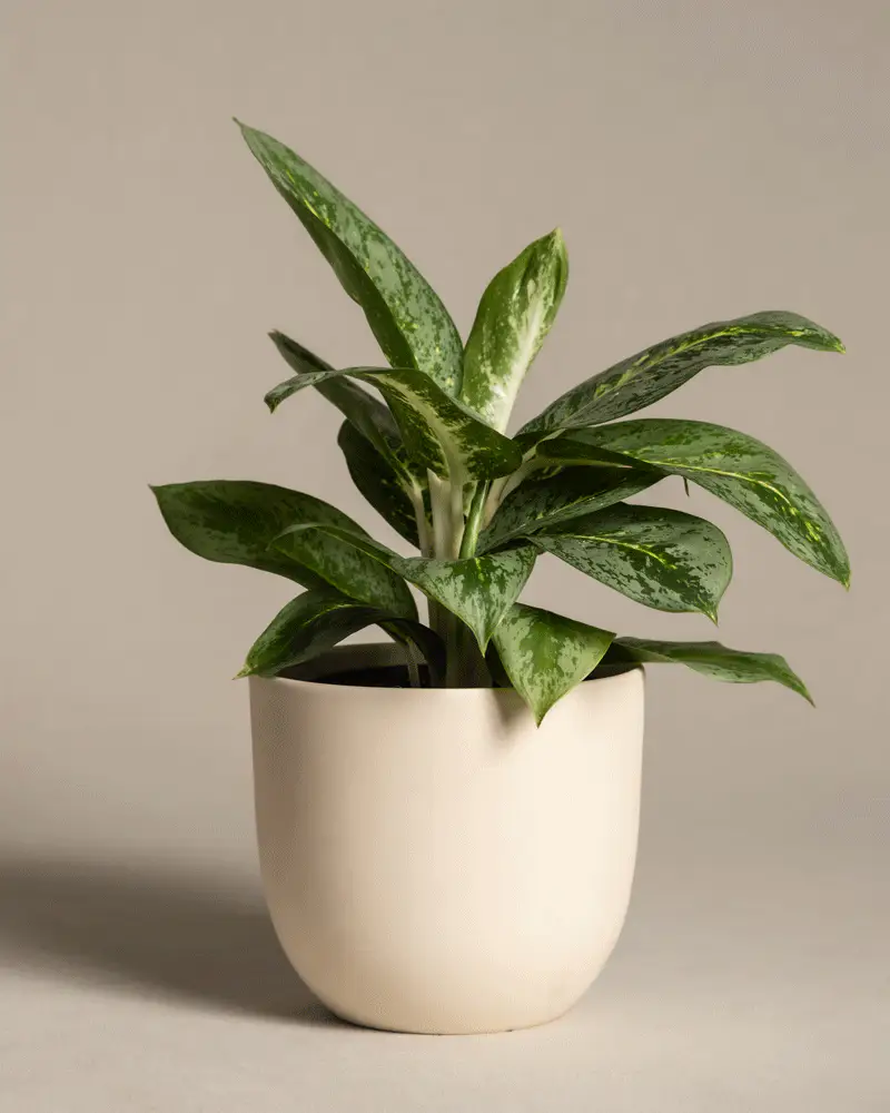 Aglaonema Lemon Mint - Image 6