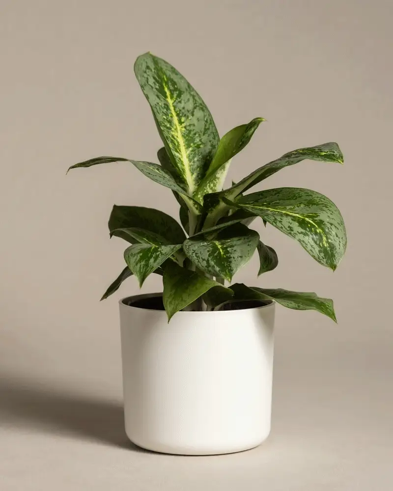 Aglaonema Lemon Mint - Image 7