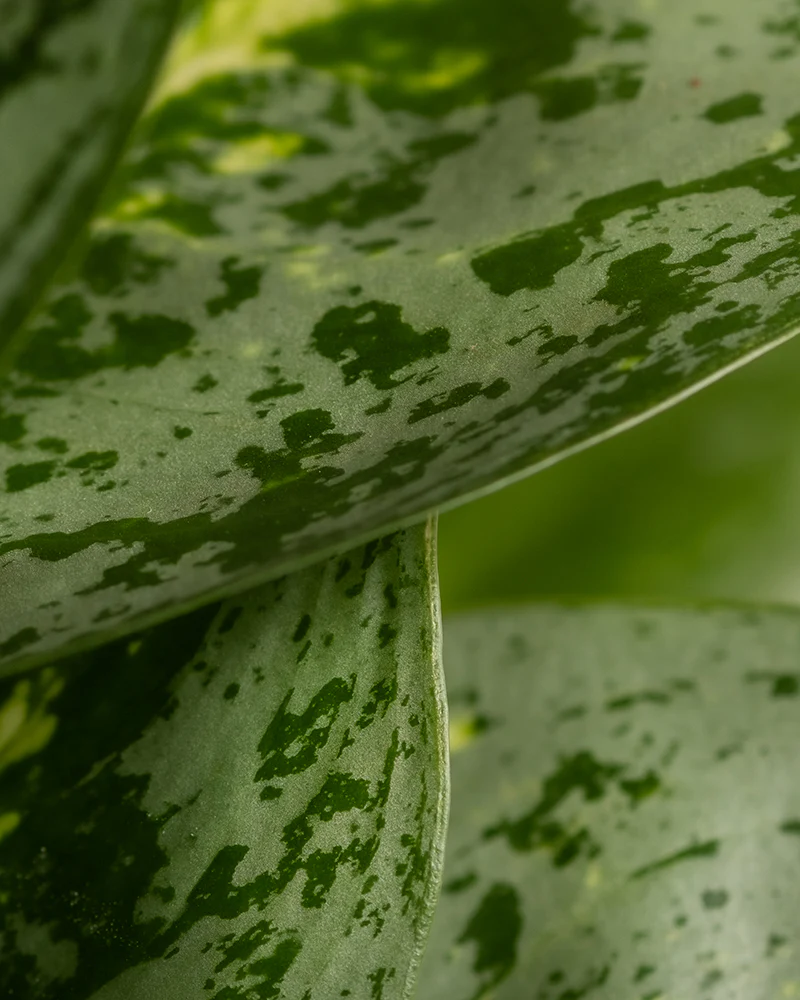 Aglaonema Lemon Mint - Image 8