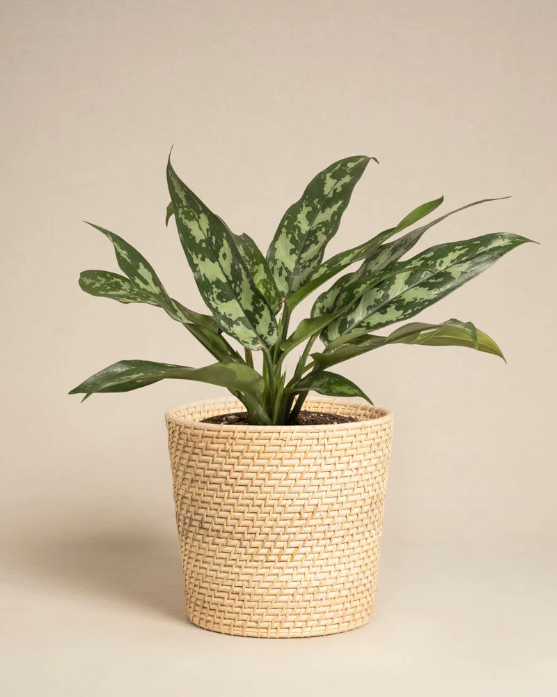 Aglaonema Maria - Image 5