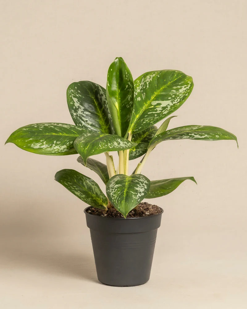 Aglaonema Onyx Green - Image 3
