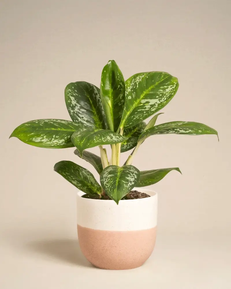 Aglaonema Onyx Green - Image 7