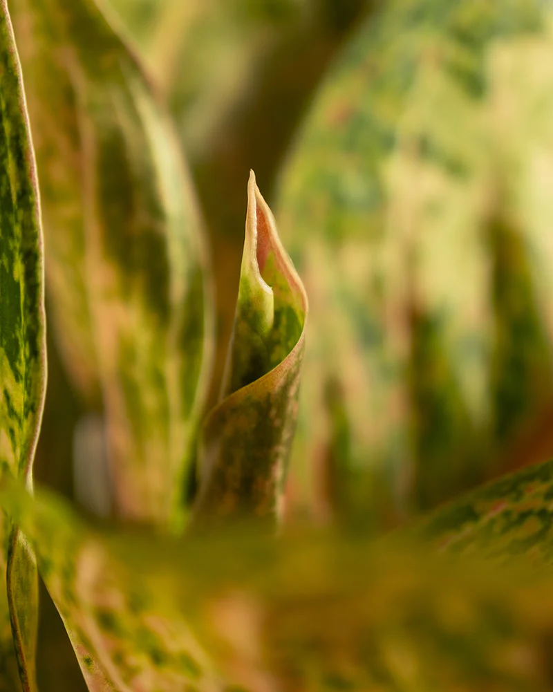 Aglaonema Painted Celebration - Image 11