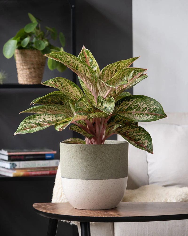 Aglaonema Painted Celebration - Image 4