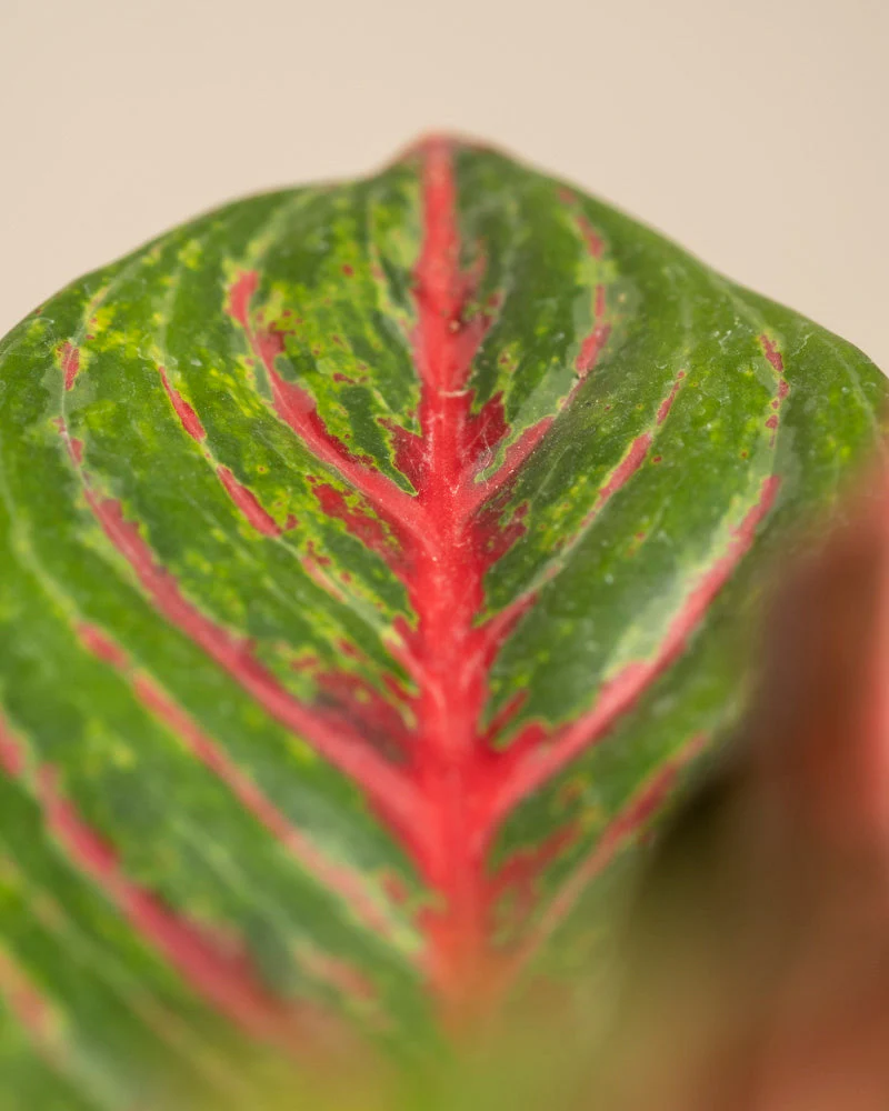 Aglaonema Red Emerald - Image 2