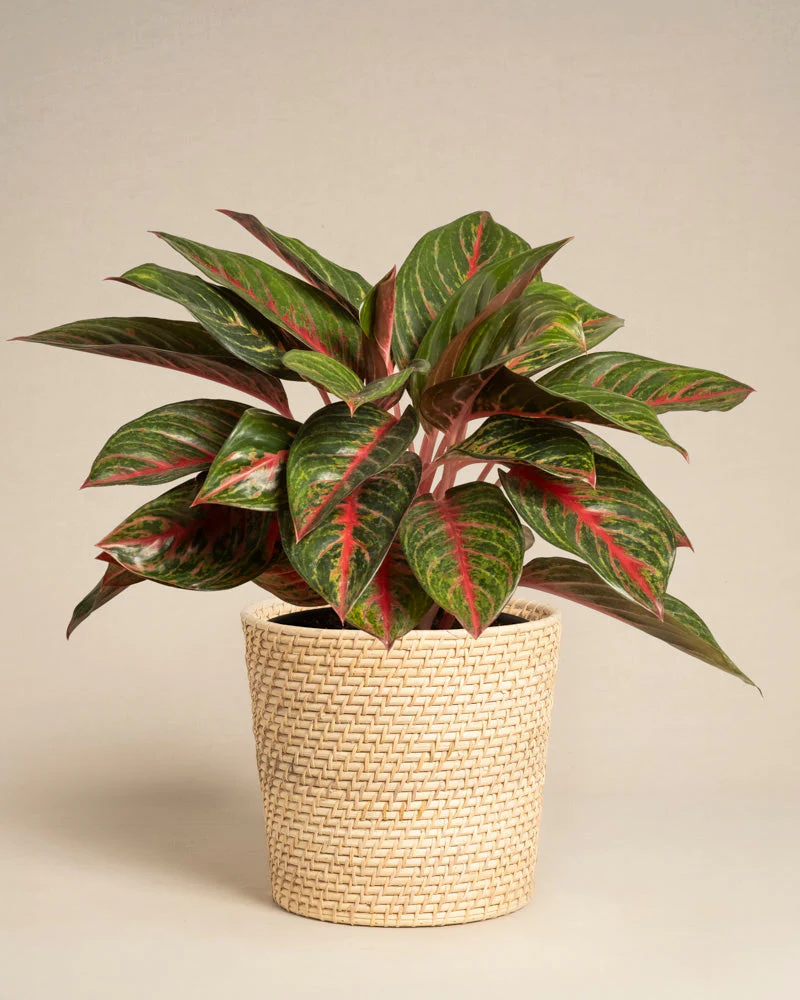 Aglaonema Red Emerald - Image 5